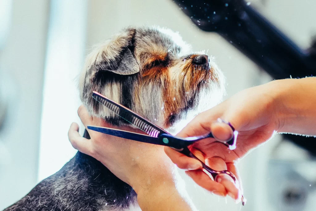 Cuidados com o Pelo do Cachorro