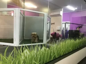 Consultório veterinário com exames dermatológicos em Alphaville