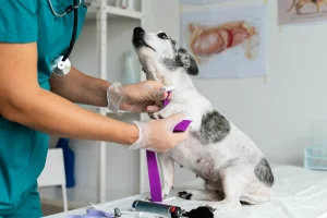 Dermatologista Veterinário em Alphaville